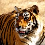 Photo d'un tigre 