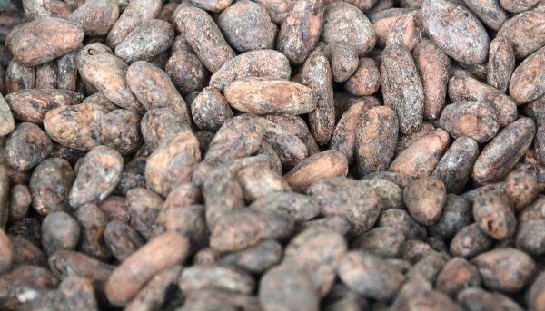 fèves de cacao équateur