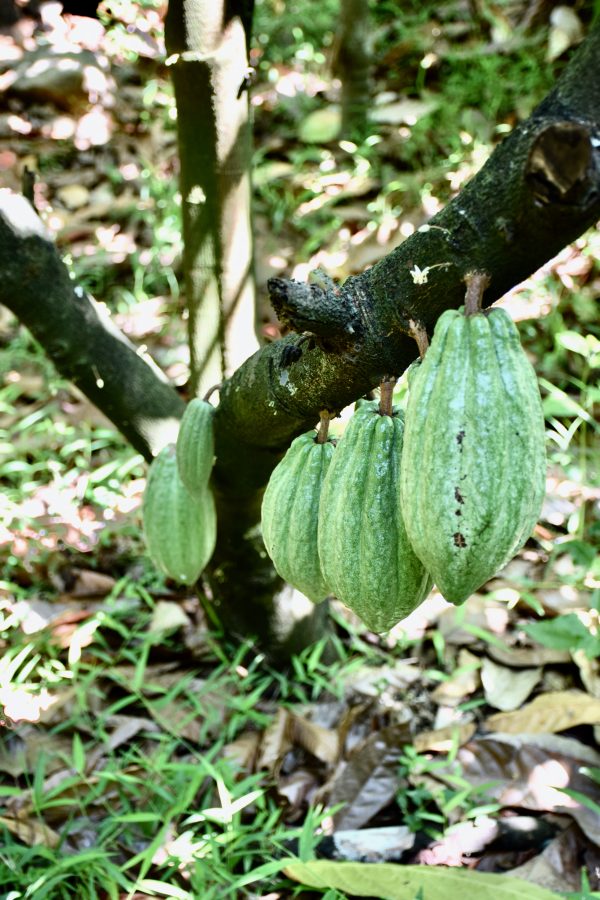 Cabosse ce couleur verte accroché au cacaoyer. Photo prise en Inde dans la région de Idukki.