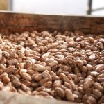 Pérou - fermentation de fèves de cacao